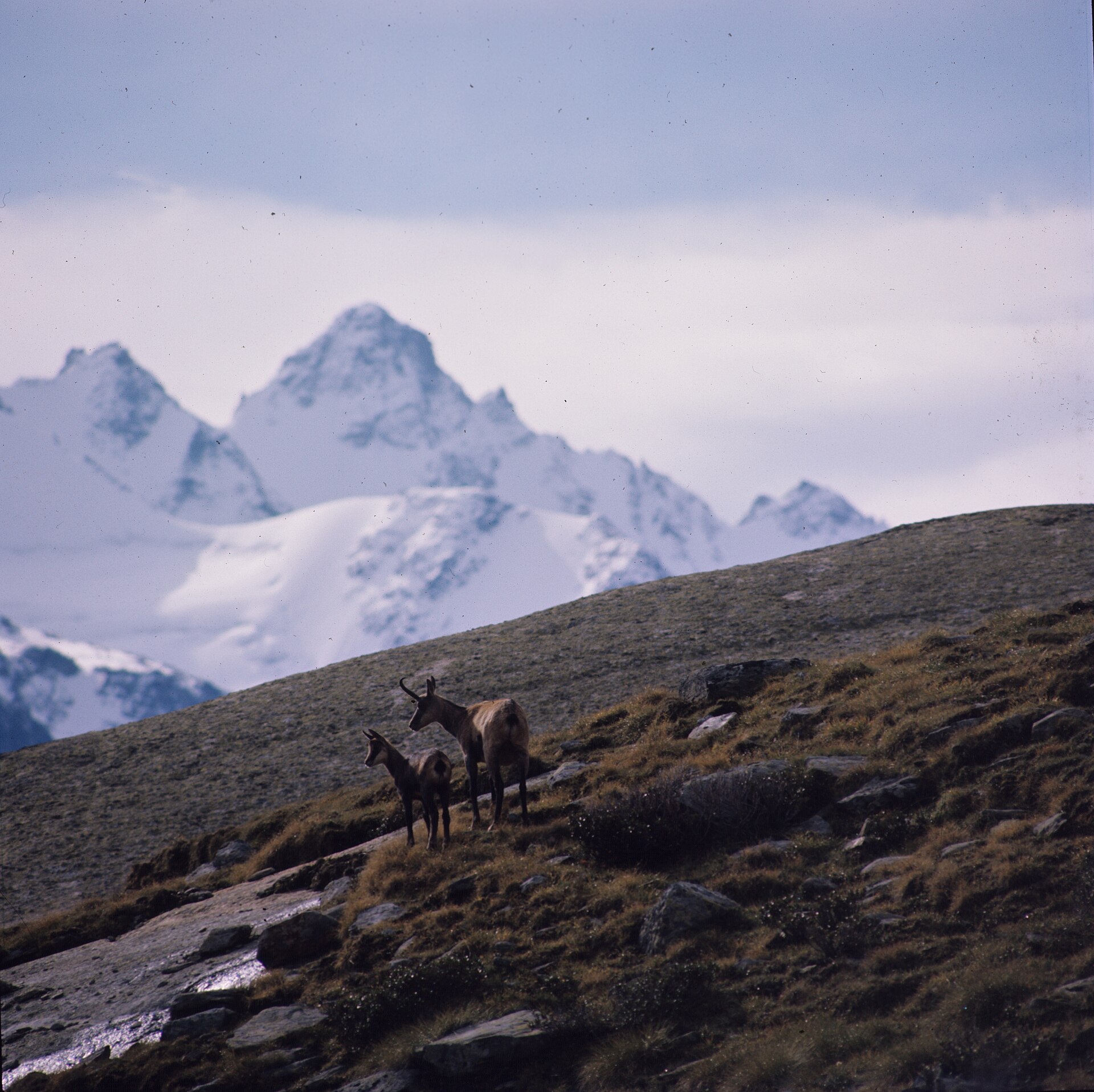 Gran Paradiso: the first national park, from 1922